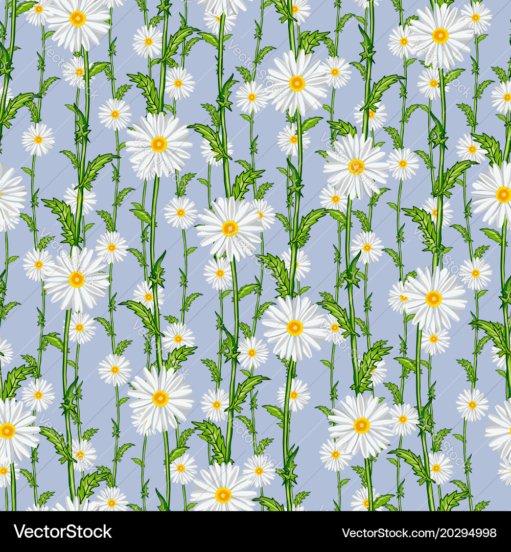 Seamless pattern from field chamomiles Vector Image