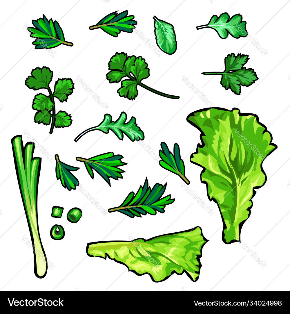 Set decorative greenery Set decorative greenery vector image