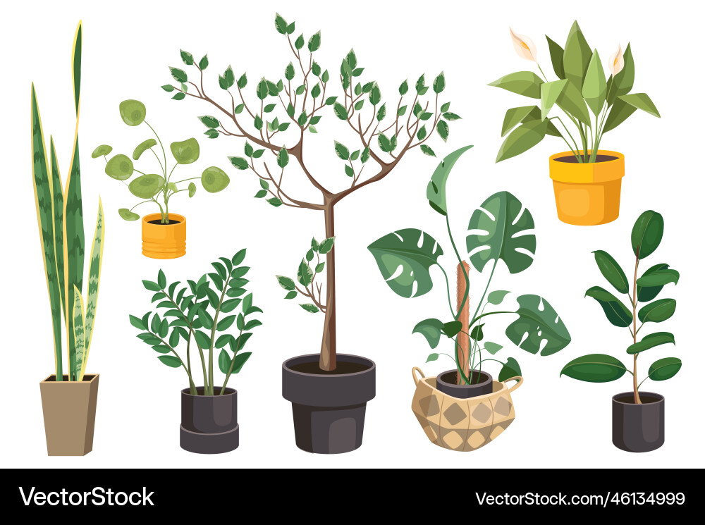Houseplants set graphic elements in flat design Vector Image