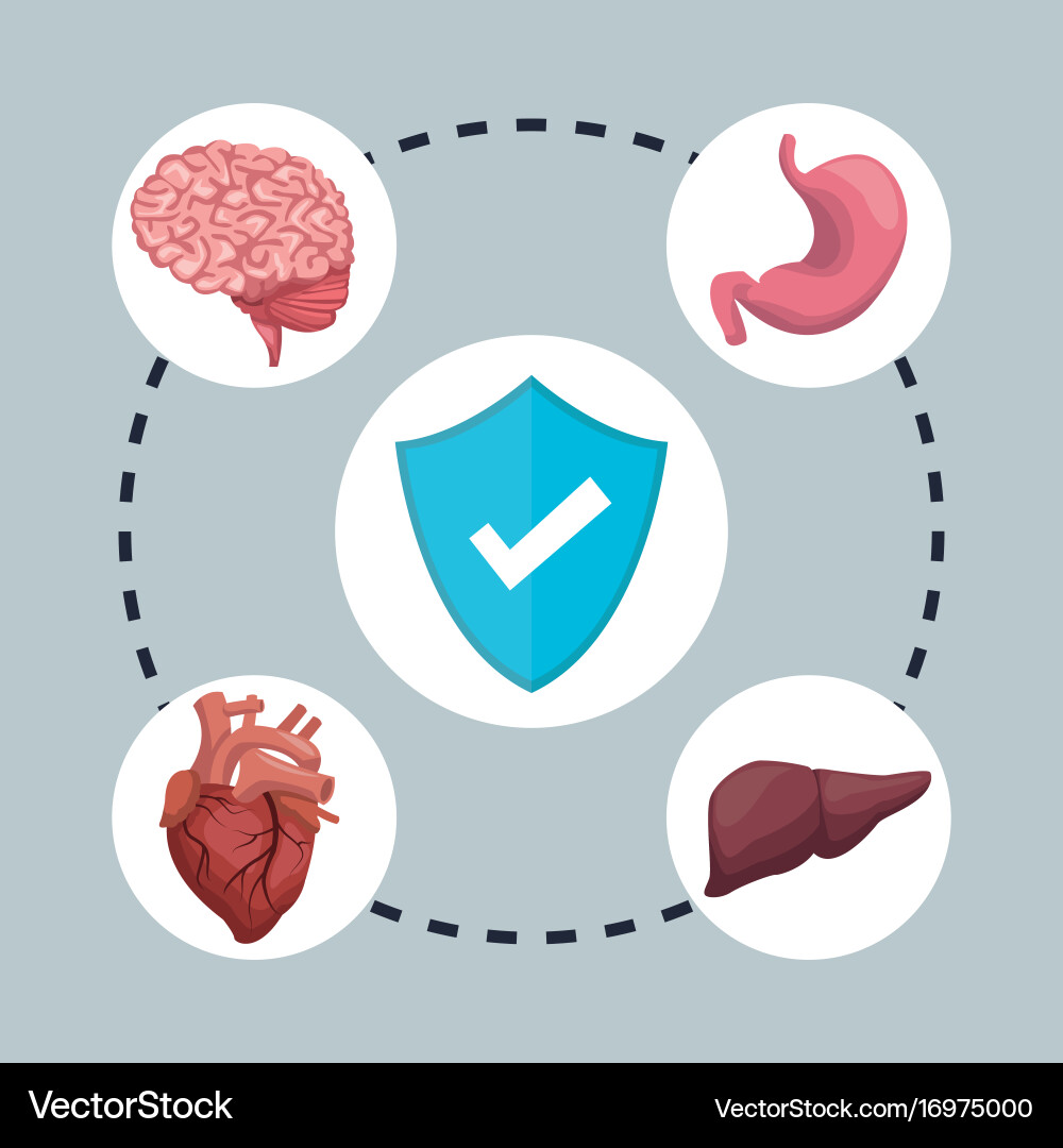 Color background with circular frame shield check vector image
