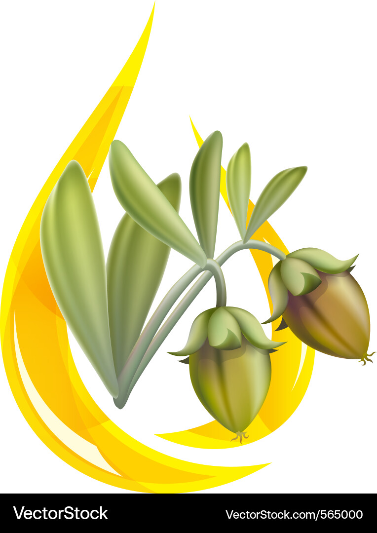 Jojoba Oil Drop Vector Image
