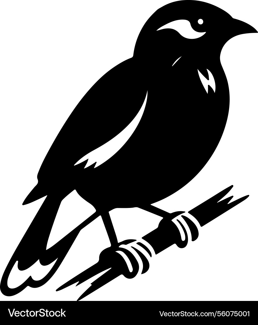 Myna bird silhouette design Vector Image