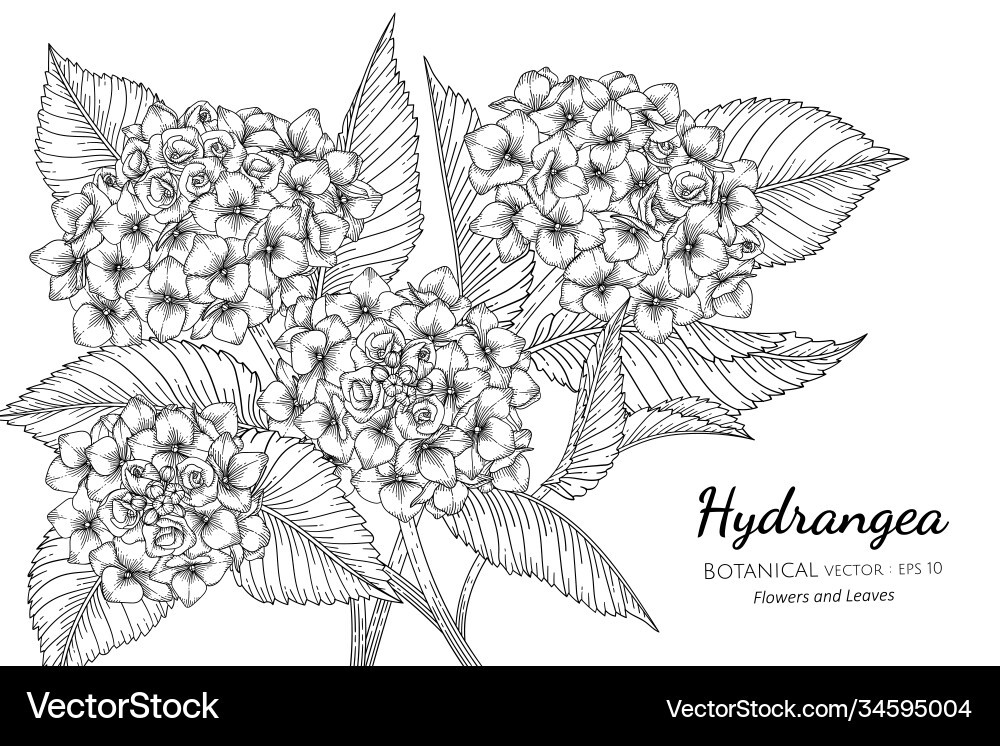 Elegante Hydrange Botanische Sketch Vektorbild
