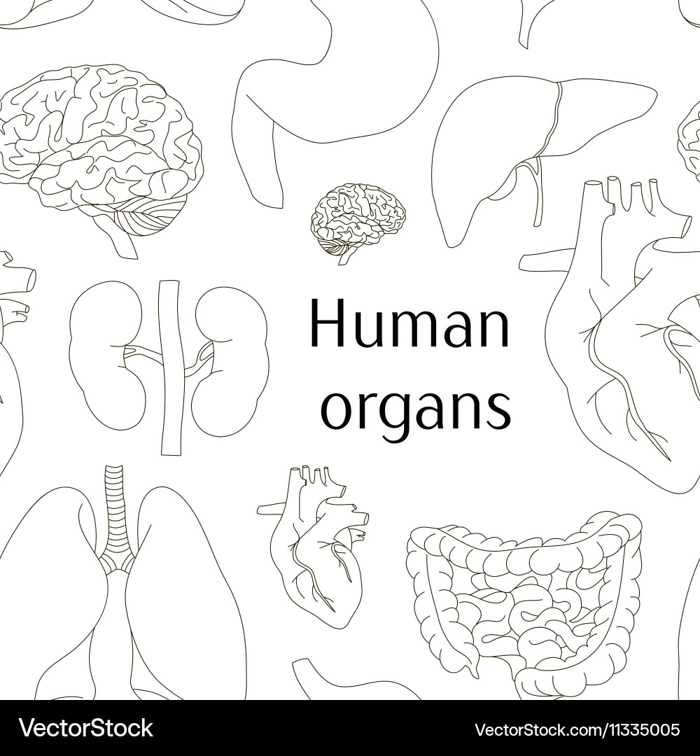 Different human organs set pattern vector image