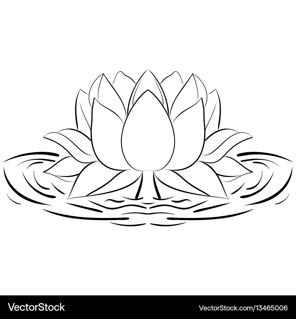 Elegant Lotus Sketch Vector Image