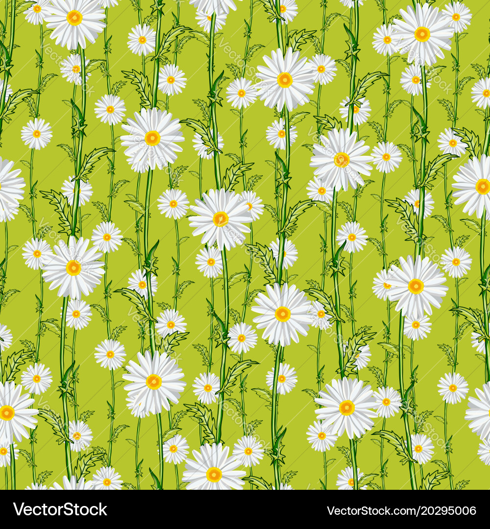 Seamless pattern from field chamomiles Vector Image