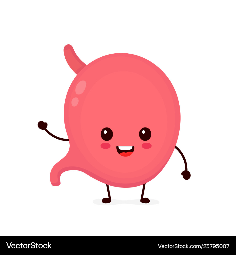 Cute strong healthy happy stomach Cute strong healthy happy stomach vector image