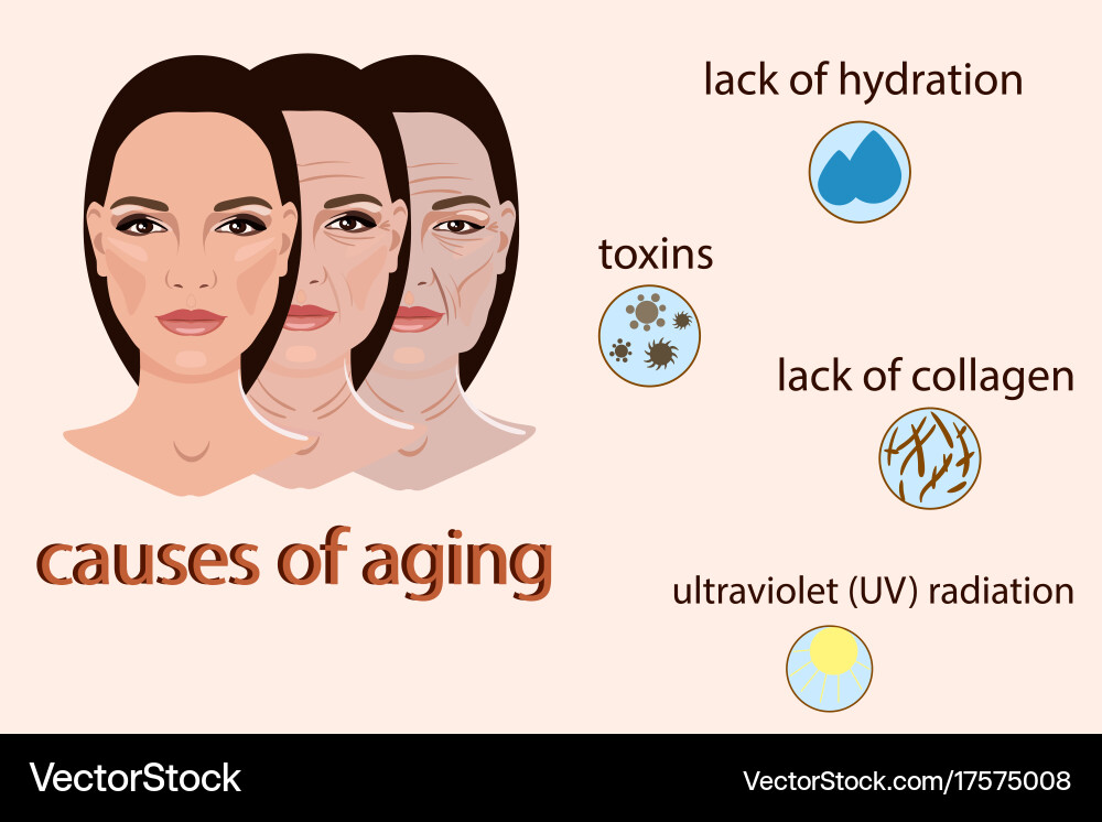 Aging Skin and Collagen vector image