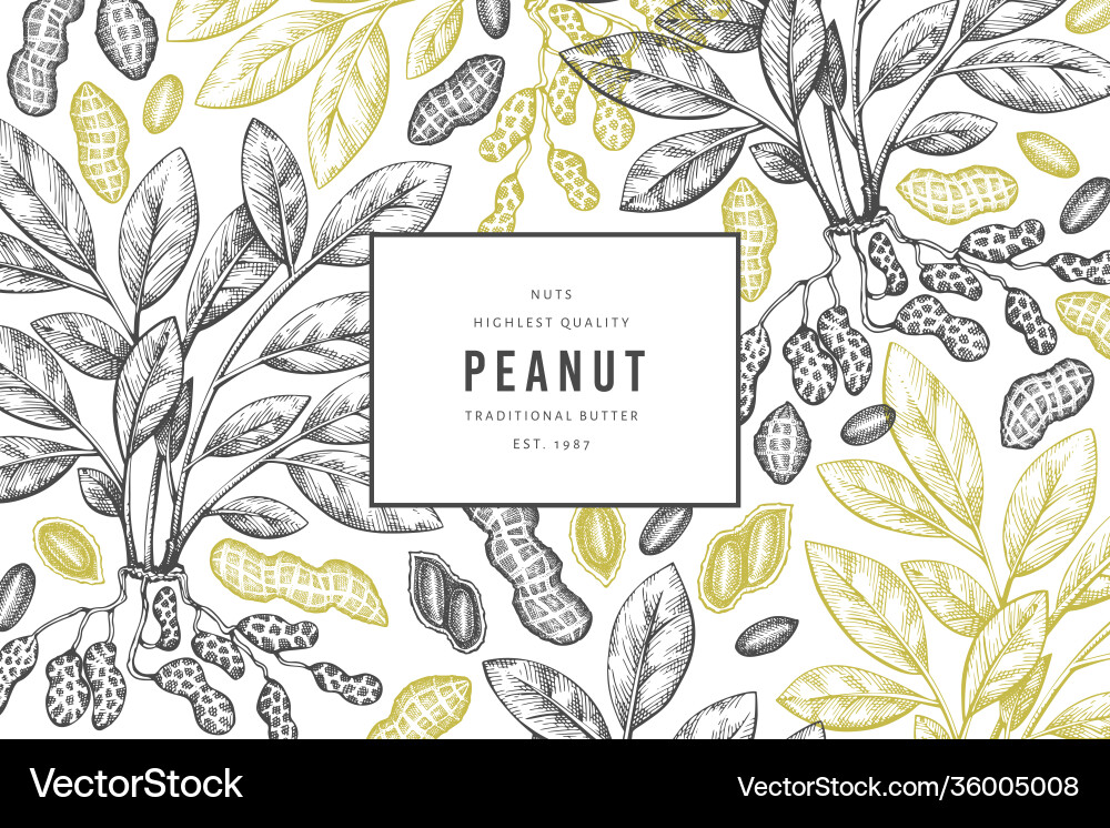 Hand drawn peanut branch and kernels design Hand drawn peanut branch and kernels design vector image