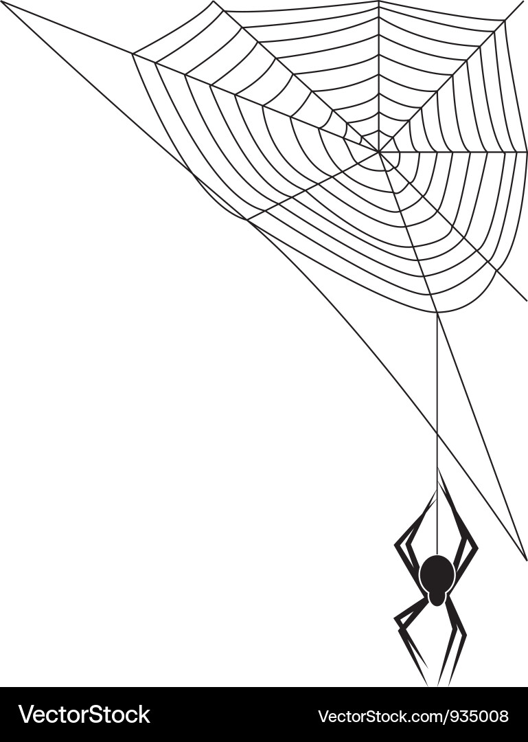Spider and Web vector image