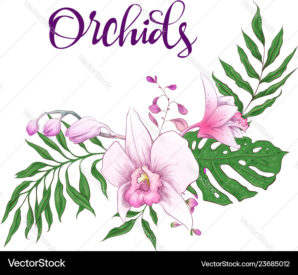 Floral design frame orchid eucalyptus greenery Floral design frame orchid eucalyptus greenery vector image