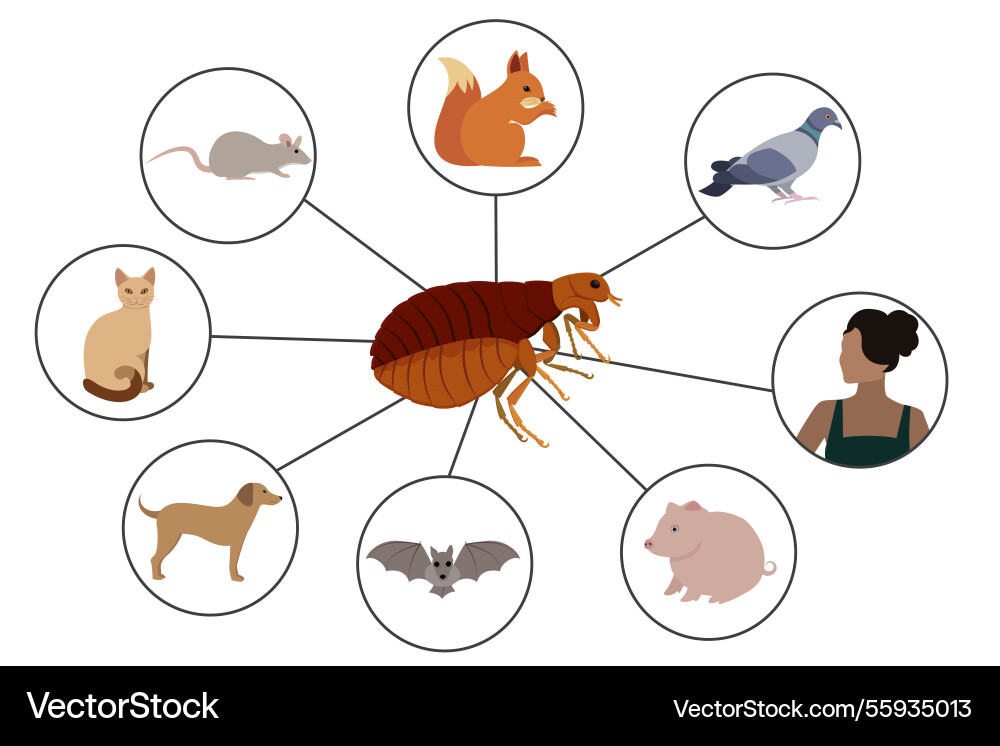 Flea infestation exploring common hosts Flea infestation exploring common hosts Vector Image