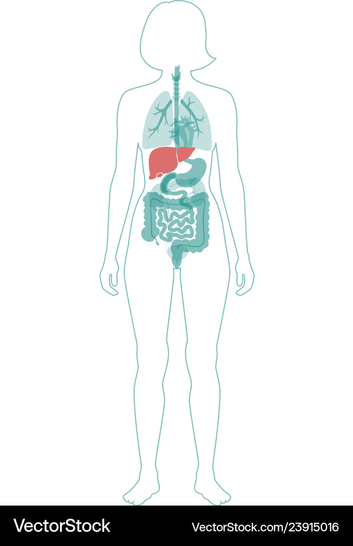 Liver vector image