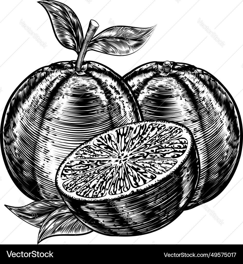 Vintage woodcut sliced oranges Vintage woodcut sliced oranges vector image