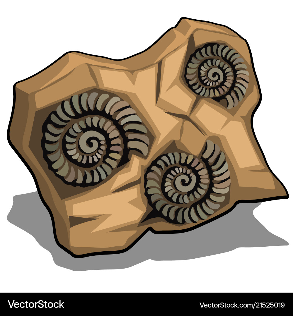 Fossilized Ammonite Shells - Set vector image