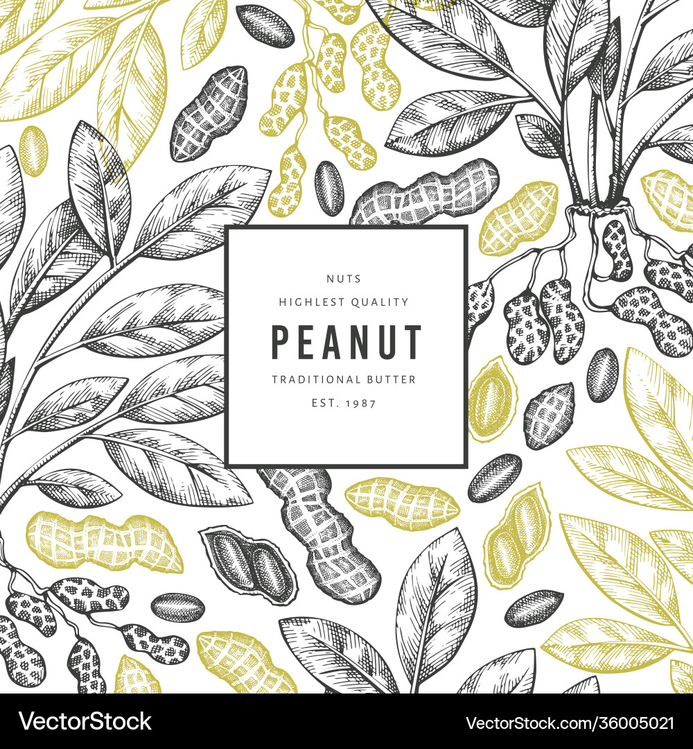 Hand drawn peanut branch and kernels design Hand drawn peanut branch and kernels design vector image