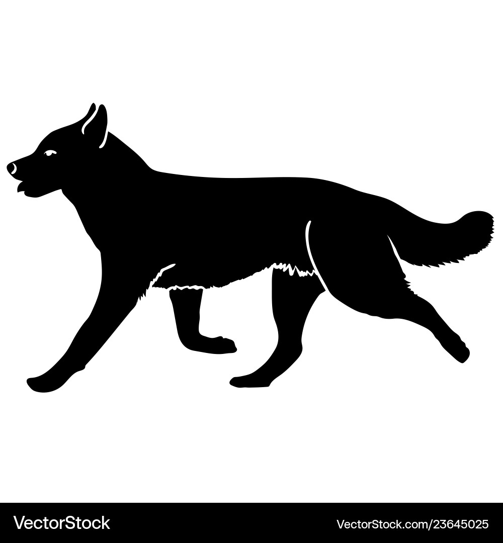Husky dog is running silhouette Vector Image