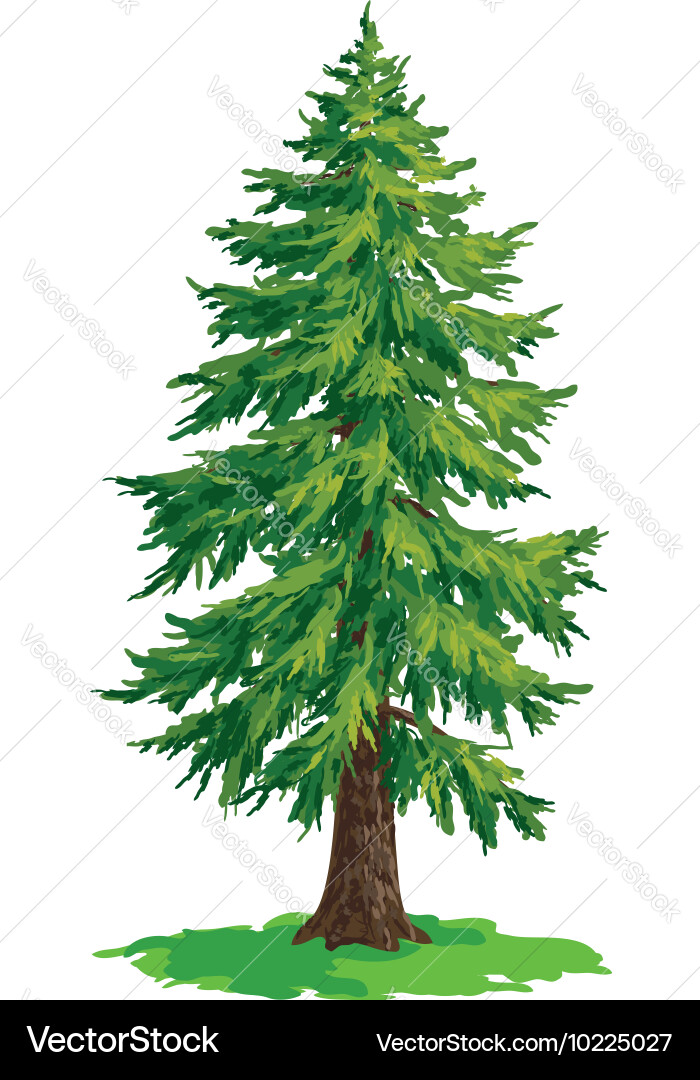 Fir tree Royalty Free Vector Image - VectorStock