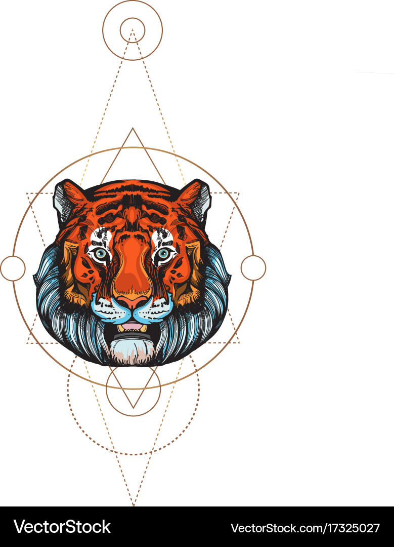Muzzle of a tiger for creating sketches vector image