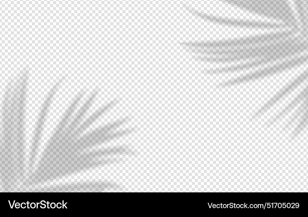 Shadow overlay from a palm tree branch isolated Shadow overlay from a palm tree branch isolated vector image