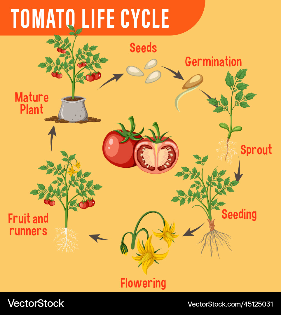 Life cycle of a tomato plant diagram Royalty Free Vector