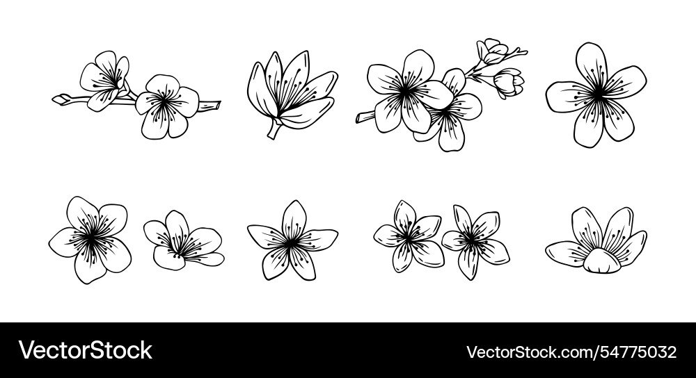 Outline sakura flowers blossom set hand drawn Outline sakura flowers blossom set hand drawn vector image