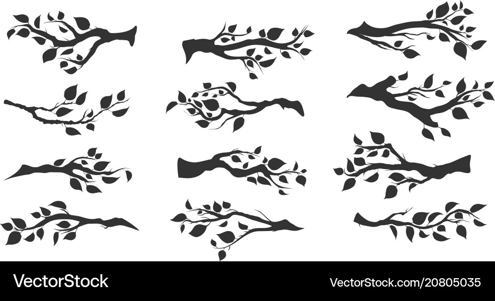 Tree branches with leaves isolated vector image