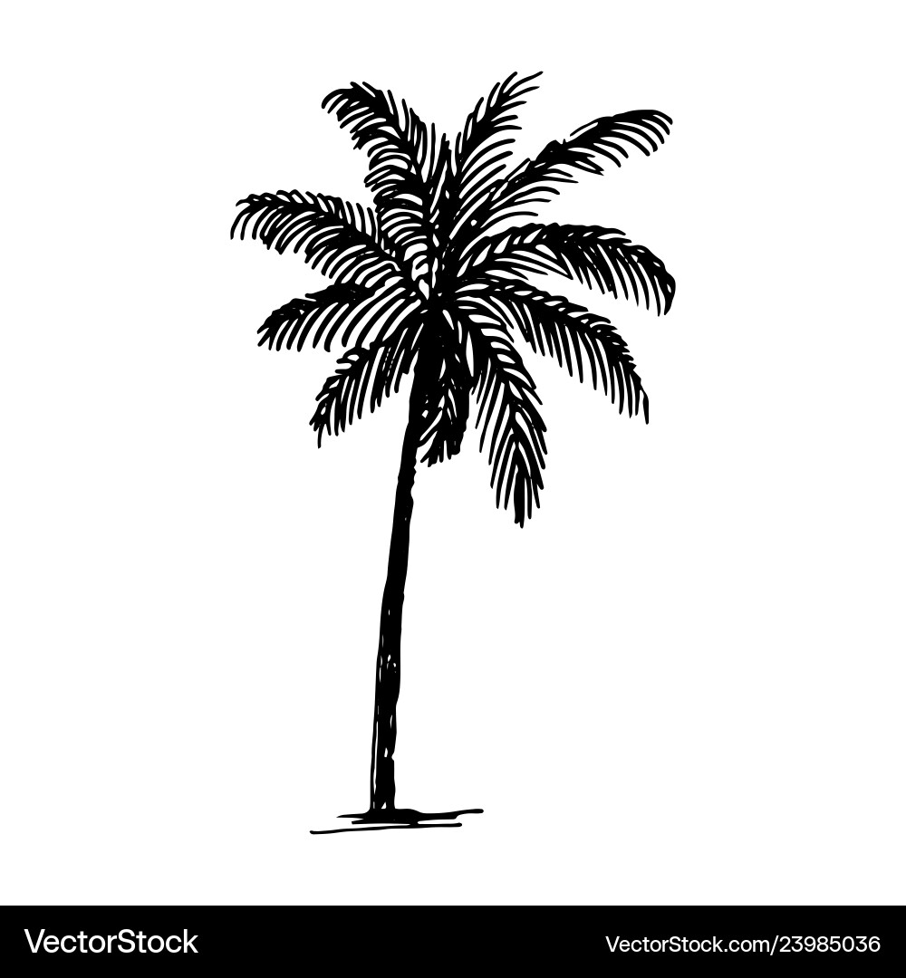 Hand drawn sketch of palm logo vector image