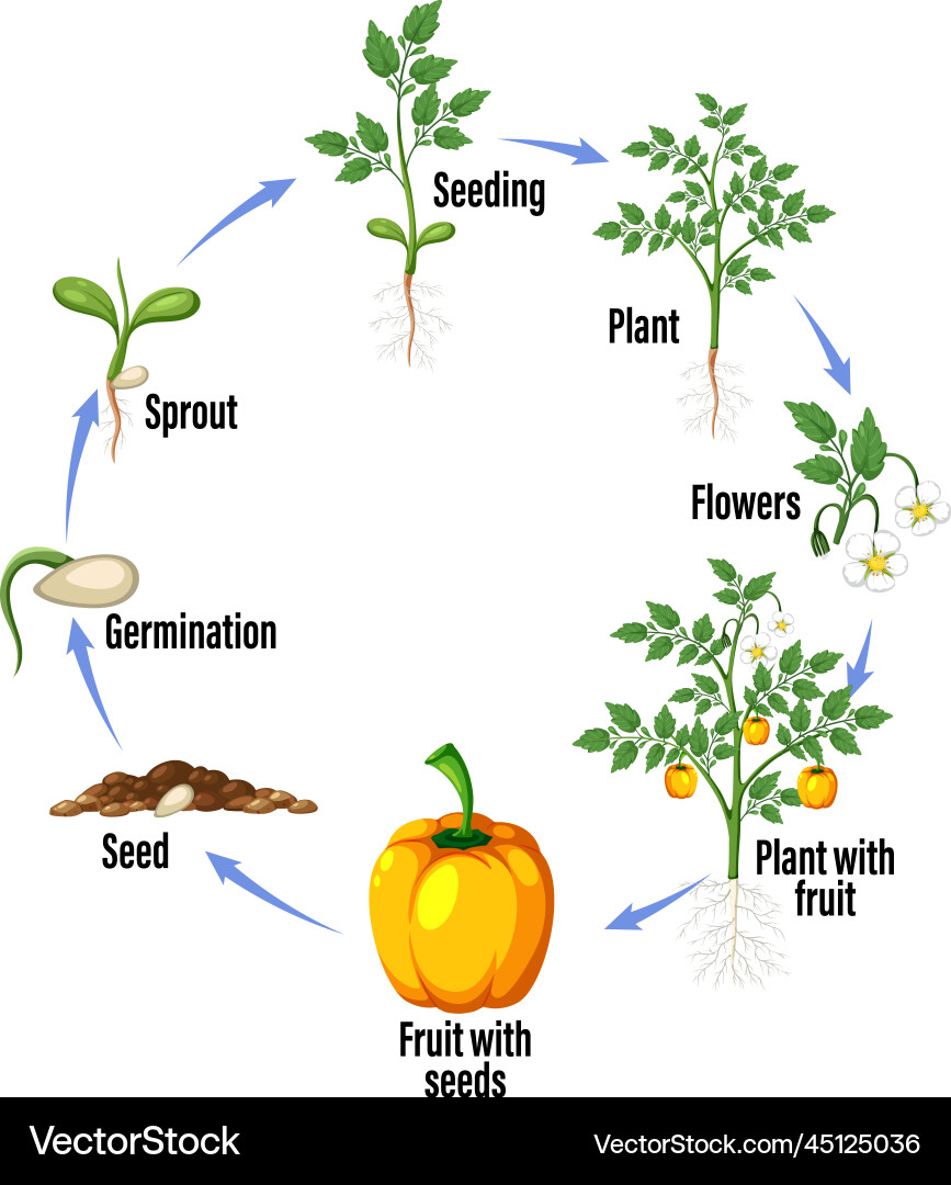 Life cycle of a plant diagram Life cycle of a plant diagram vector image