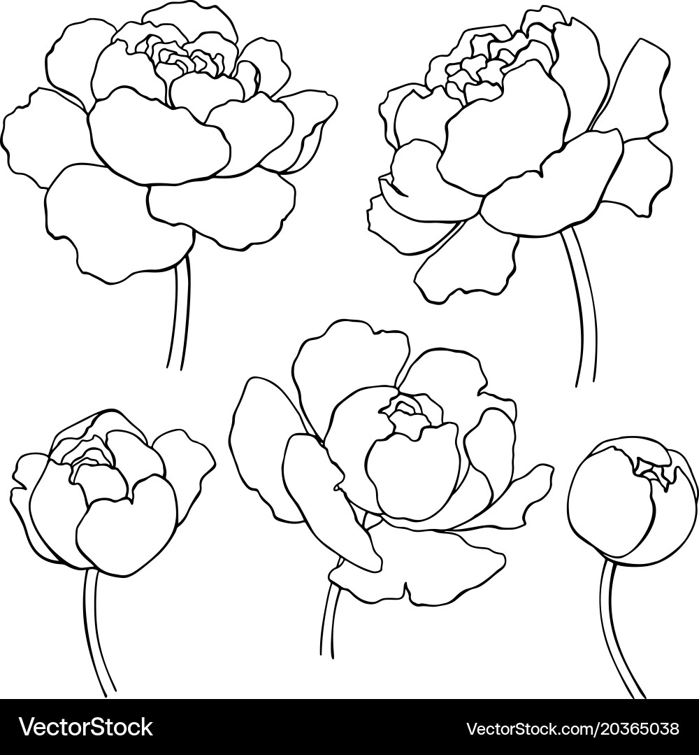 Elegant Peony Line Art vector image