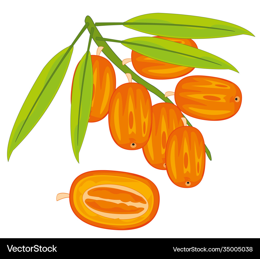 Exotic fruits dates on branch with date palm vector image