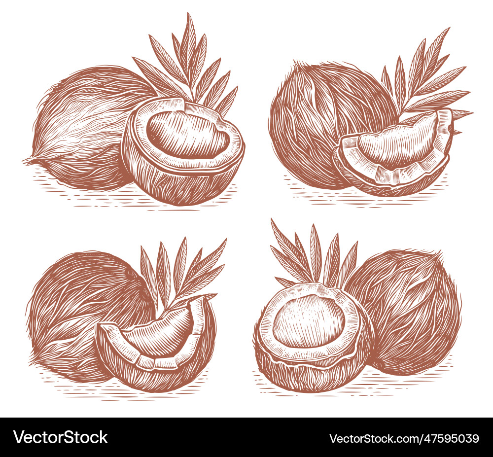 Coconuts with leaves set drawn in sketch style Coconuts with leaves set drawn in sketch style vector image