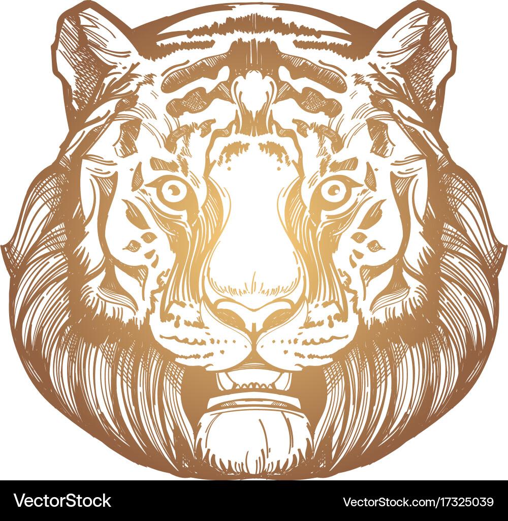 Muzzle of a tiger for creating sketches vector image