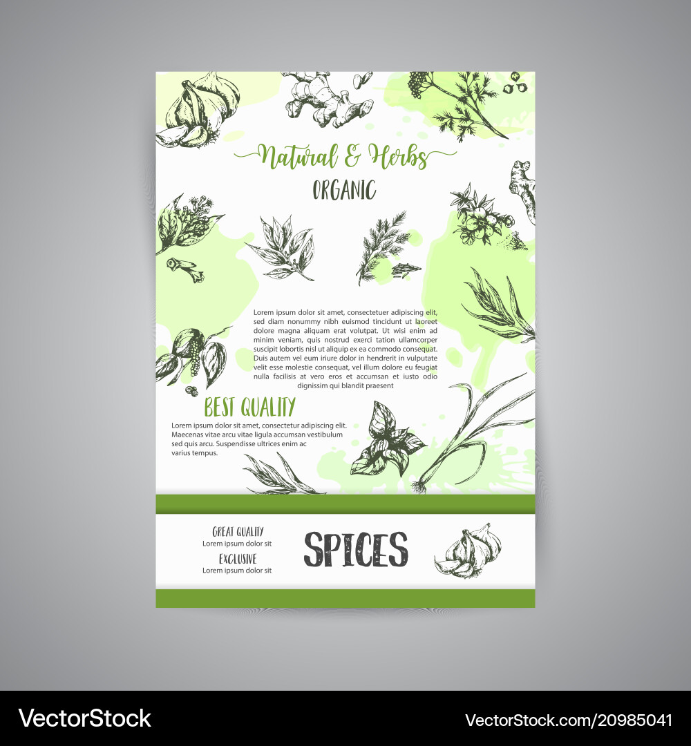 Herb & Gewürz Botanische Sammlung Vektorbild