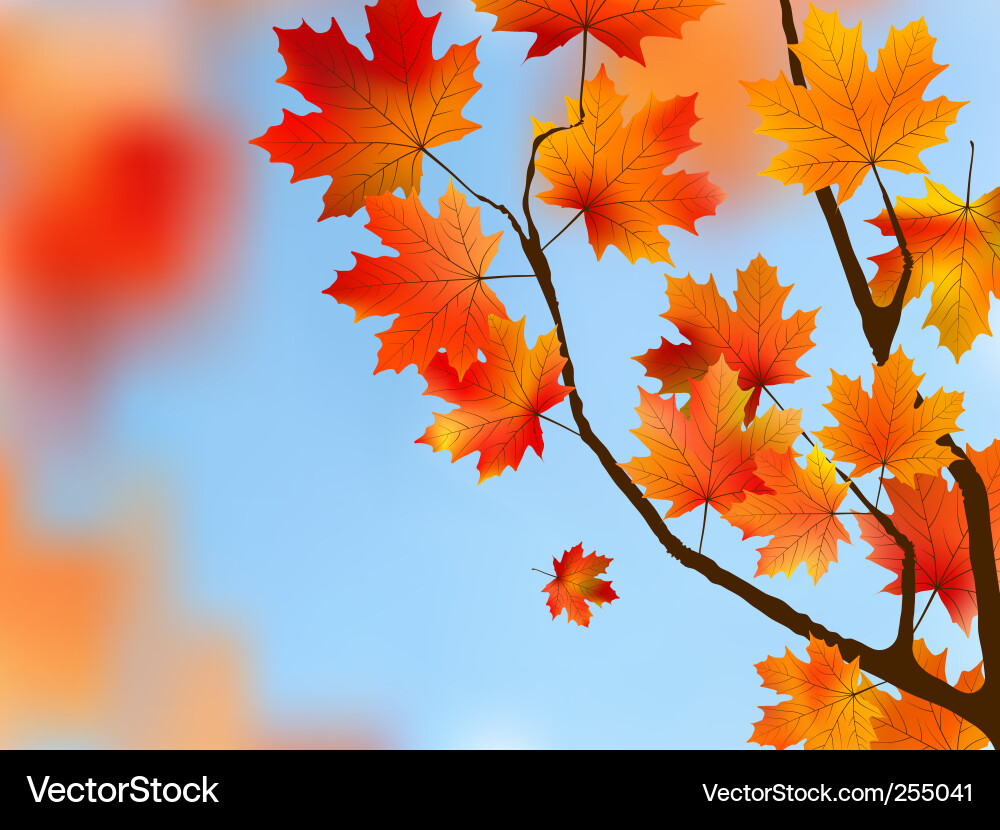 Maple tree leaves Royalty Free Vector Image - VectorStock