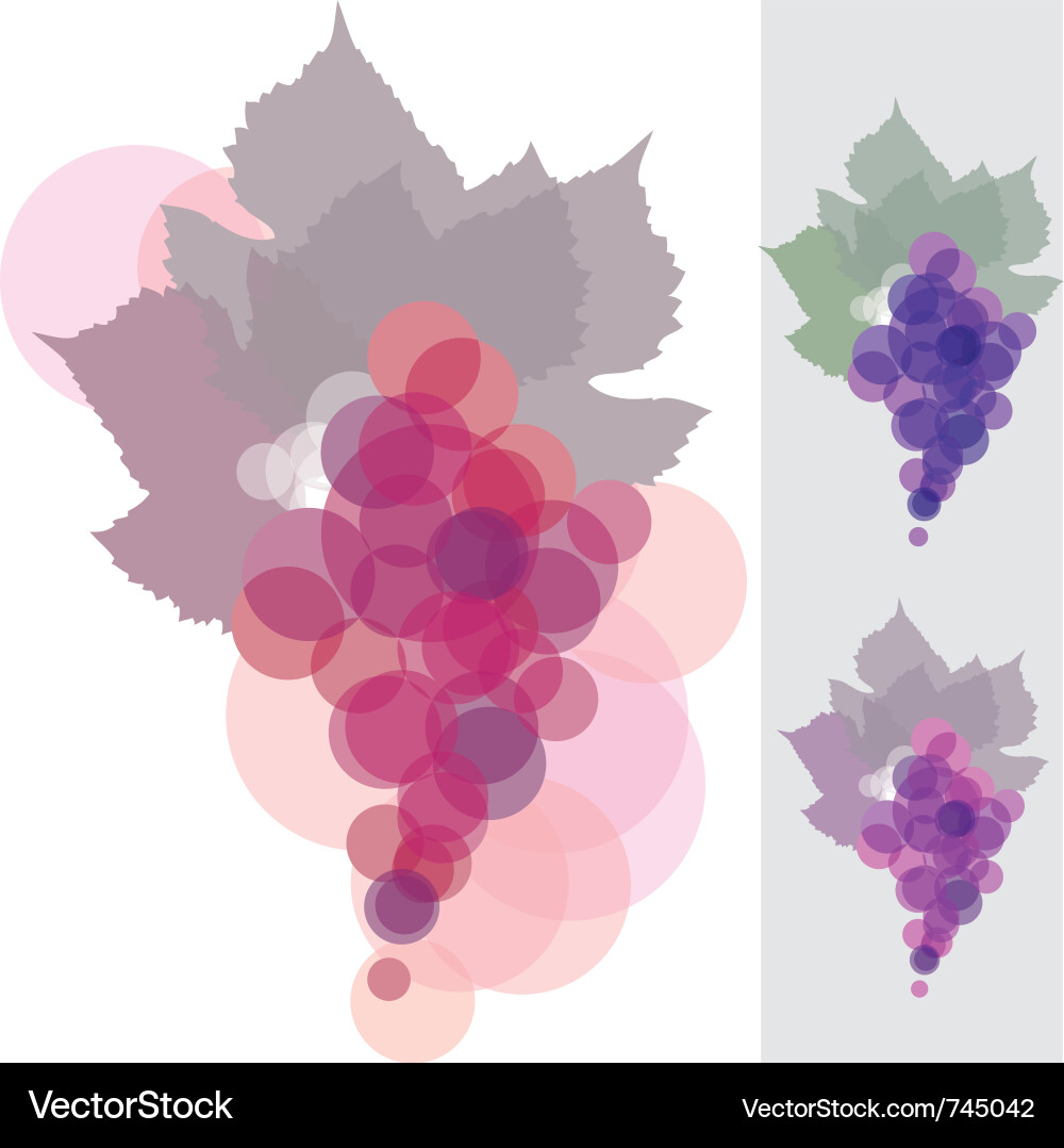 Grape Cluster Background vector image
