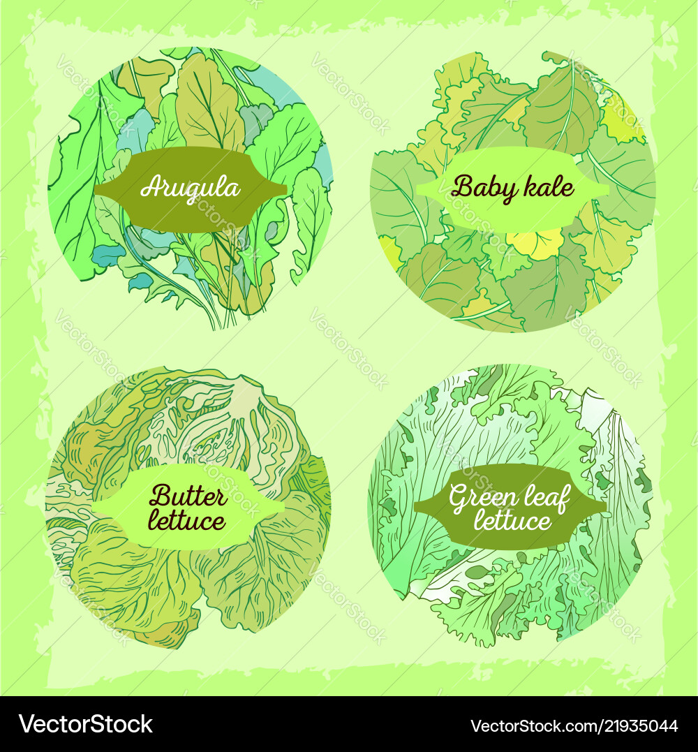 4-mix lettuce set 4-mix lettuce set vector image