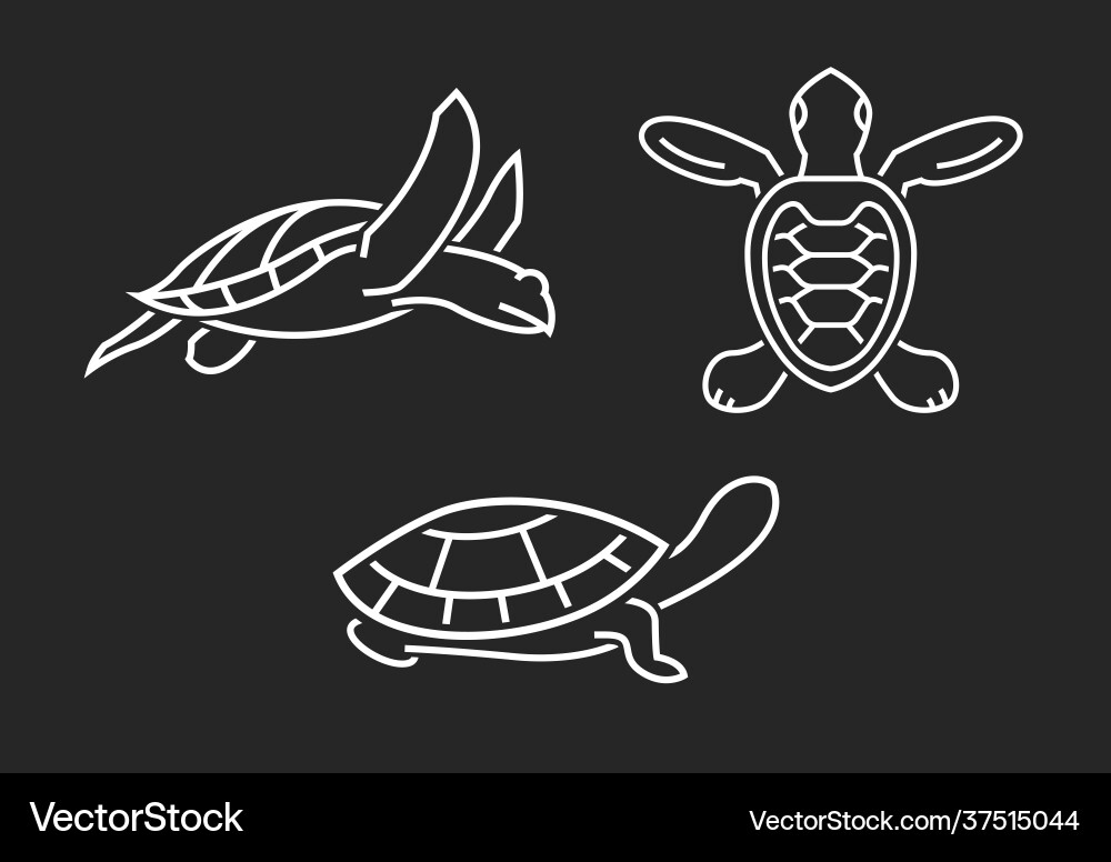 Turtle elements set outlined graphics isolated vector image