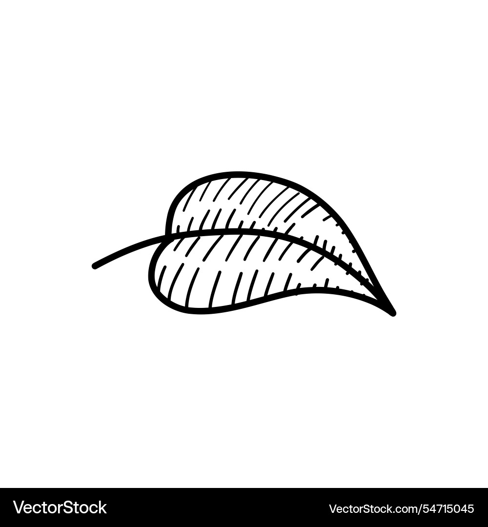 Leaf with striped patterns Leaf with striped patterns Vector Image