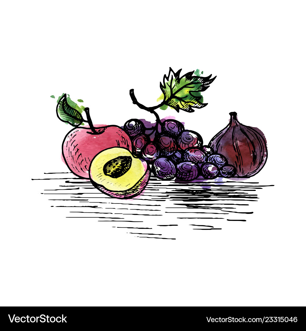 Ink drawing grape Ink drawing grape vector image