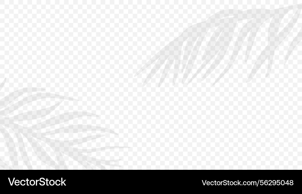 Template with shadow of palm branches Template with shadow of palm branches vector image