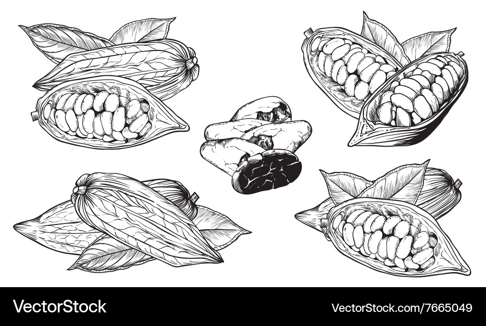 Isolated cocoa beans on white background Vector Image