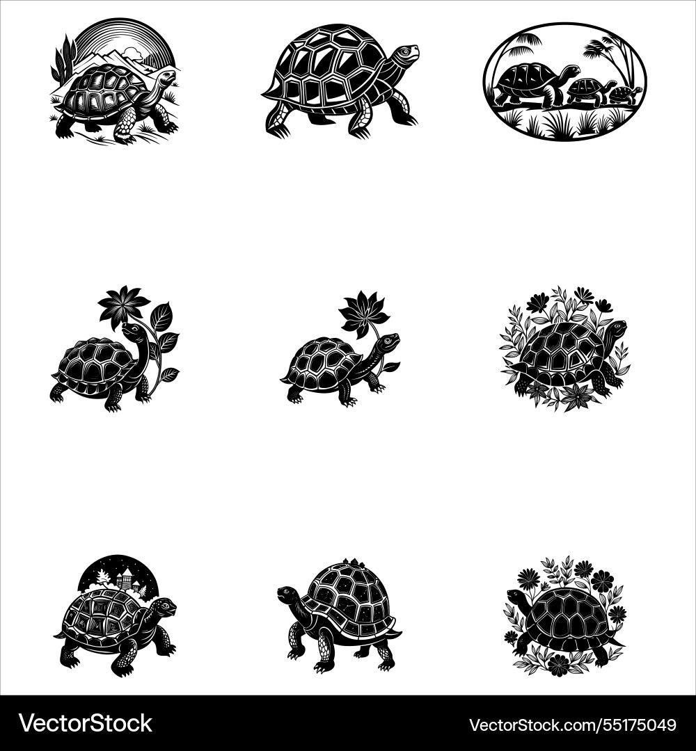 Tortoise Shell vector image
