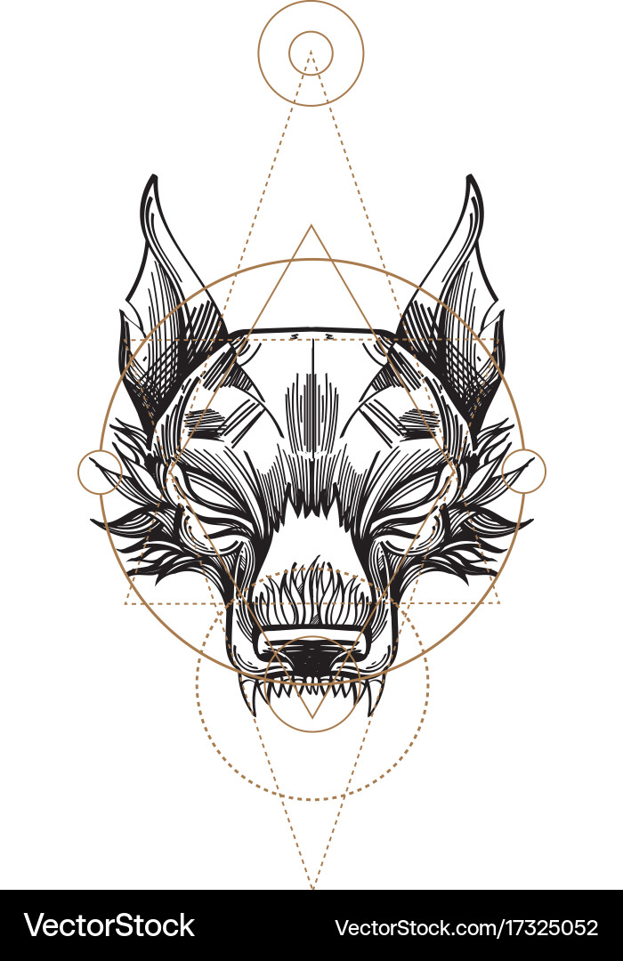 Muzzle of a wolf is an for creating sketches Vector Image