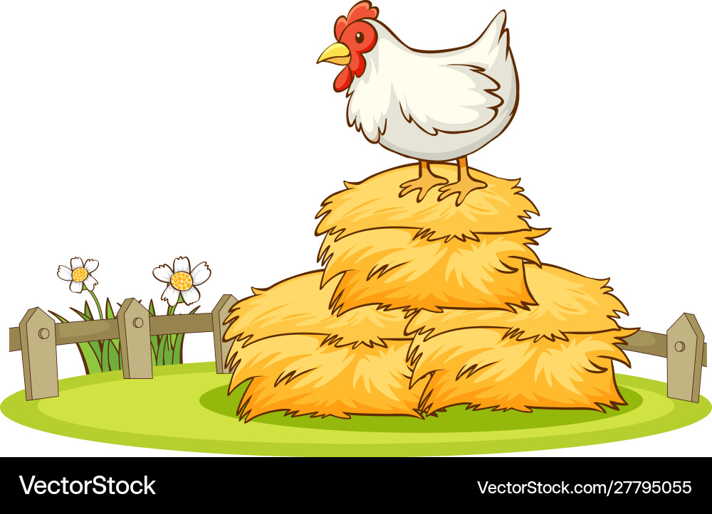 Isolated picture chicken in farm