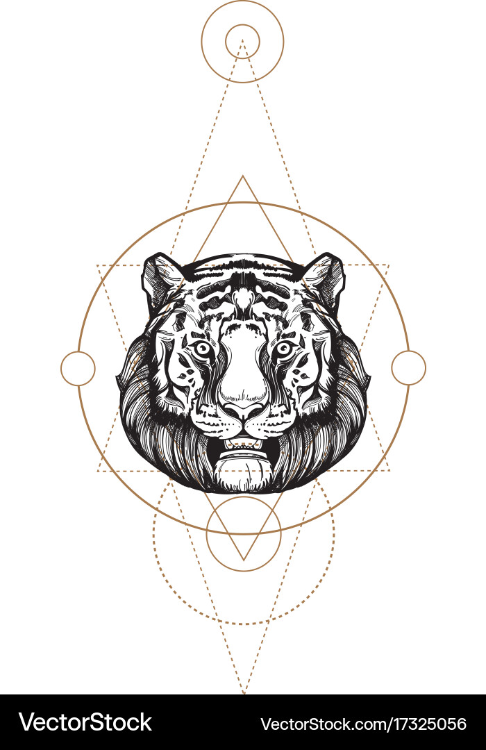 Muzzle of a tiger for creating sketches vector image