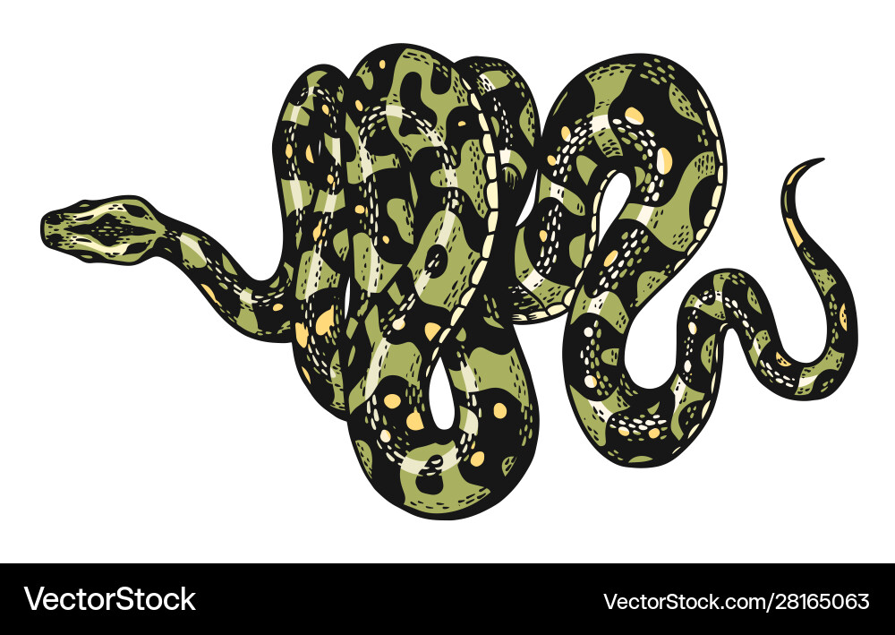Snake in vintage style serpent cobra or python Snake in vintage style serpent cobra or python vector image