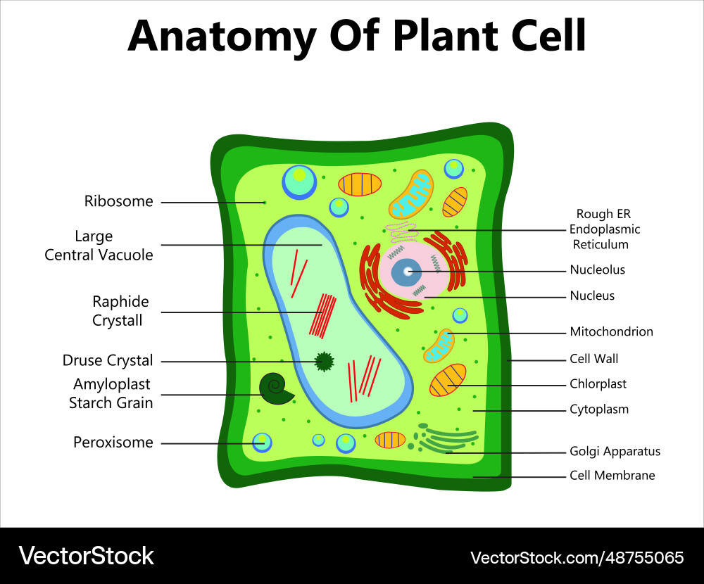 Plant cell structure anatomy infographic diagram Vector Image