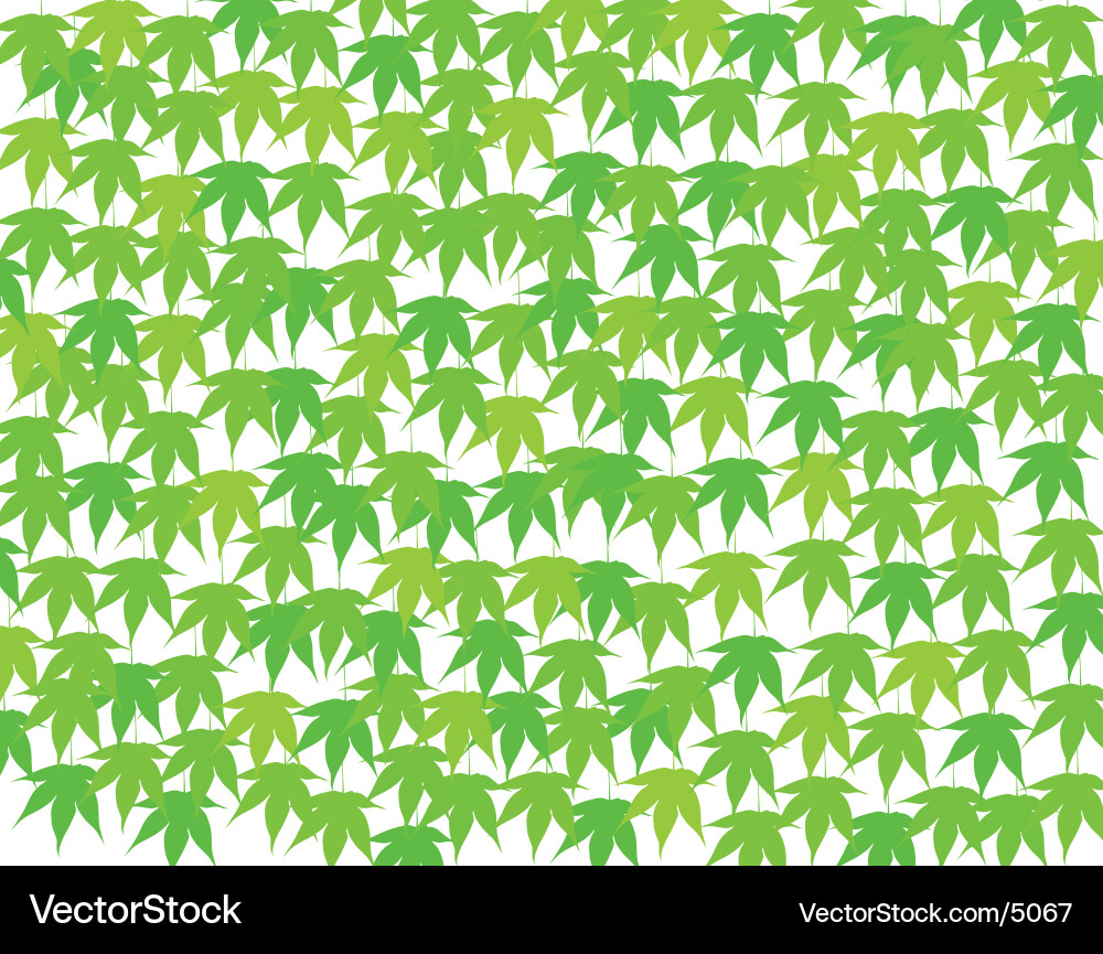 Spring maple vector image