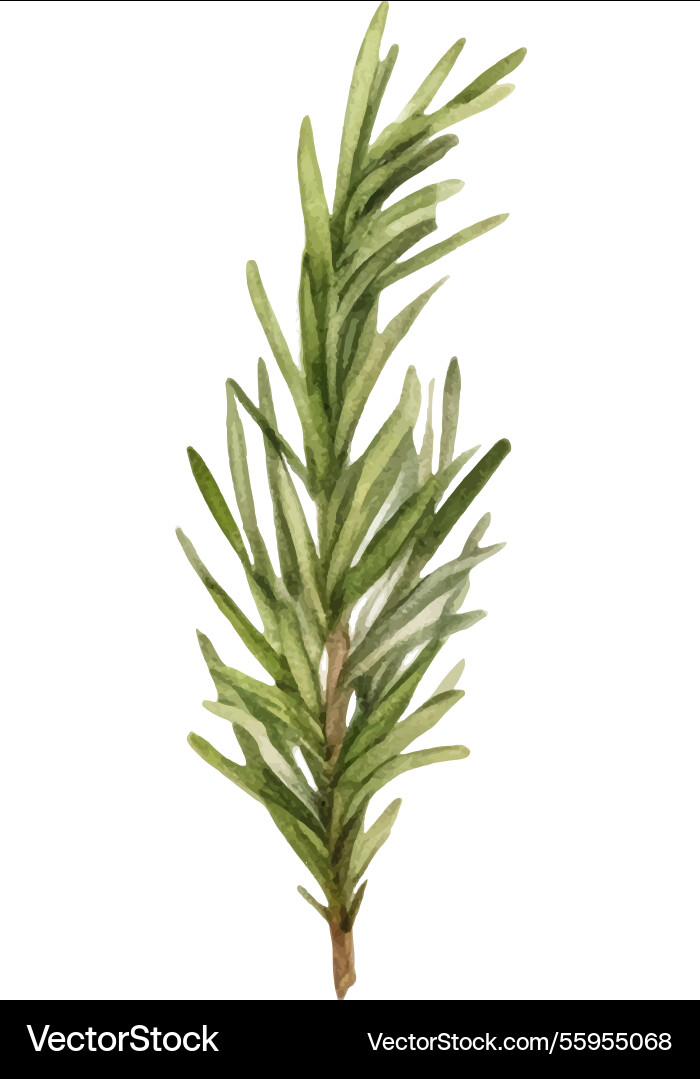 Watercolor painted rosemary hand drawn fresh food Watercolor painted rosemary hand drawn fresh food vector image